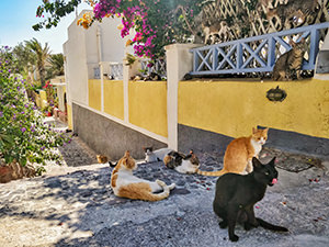 Cats resting in the streets of Oia, just before the famous Santorini sunset, this time without crowds, photo by Ivan Kralj