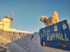 A dog standing on the wall by the Oia windmills just before the famous sunset of Santorini, photo by Ivan Kralj