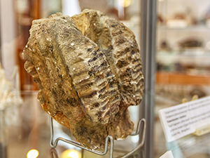 Replica of a dwarf elephant skull fragment from Upper Pleistocene found in Naxos Island and kept in the Geological Museum in Apeiranthos, Greece, photo by Ivan Kralj