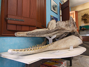 Sperm whale skull in the Natural History Museum in Apeiranthos, Naxos, Greece, photo by Ivan Kralj