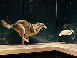 Stuffed wolf and bird in the Museum of Natural History, one of the best museums in Basel, Switzerland, photo by Ivan Kralj