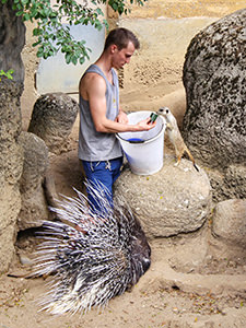 The curious meerkat checking the content of the bucket used by animal keeper feeding the porcupine in Basel Zoo, Switzerland, photo by Ivan Kralj