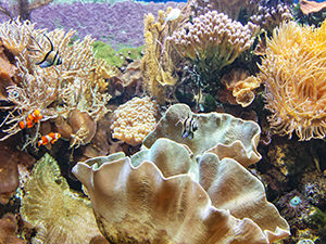 Clown fish, sea anemone and other marine life in aquaium of the Vivarium at Basel Zoo, Switzerland, photo by Ivan Kralj