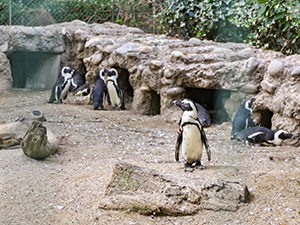 Black-footed penguins at Basel Zoo, Switzerland, photo by Ivan Kralj