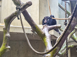 A sad-looking chimpanzee holding a rope in the Monkey house at Basel Zoo, Switzerland, photo by Ivan Kralj