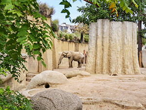 African elephant standing in the concrete surrounding of the Tembea enclosure at Basel Zoo, Switzerland, photo by Ivan Kralj