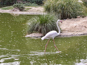 Flamingo walking through the shallow water in Basel Zoo, Switzerland, photo by Ivan Kralj