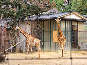Two giraffes in front of the Antelope house in Basel Zoo, Switzerland, photo by Ivan Kralj