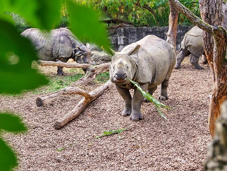 Three Indian rhinoceros eating greenery at Basel Zoo, Switzerland, photo by Ivan Kralj
