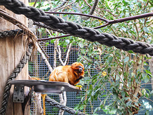 Lion tamarin in a cage of Basel Zoo, Switzerland, photo by Ivan Kralj