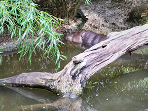 Pygmy hippopotamus hiding in a pond at Basel Zoo, Switzerland, photo by Ivan Kralj