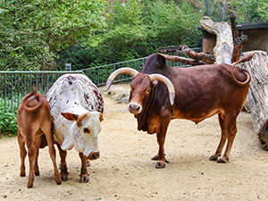 The pygmy zebu family at Kinderzoo, Basel Zoo, Switzerland, photo by Ivan Kralj