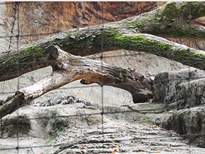 Snow leopard laying down in his enclosure at Basel Zoo, Switzerland, photo by Ivan Kralj