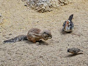 Squirrel and birds sharing the enclosure at Basel Zoo, Switzerland, photo by Ivan Kralj