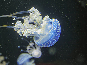 White-spotted jellyfish in aquarium of Basel Zoo, Switzerland, photo by Ivan Kralj