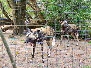 The jawning African wild dog at Basel Zoo, Switzerland, photo by Ivan Kralj