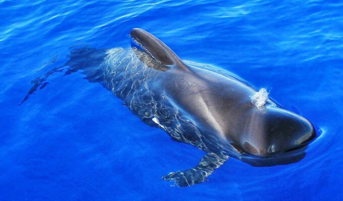 Pilot whale in Tenerife, photo by Neptuno Sea Company
