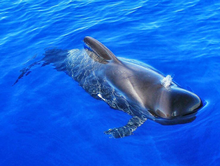 Pilot whale in Tenerife, photo by Neptuno Sea Company