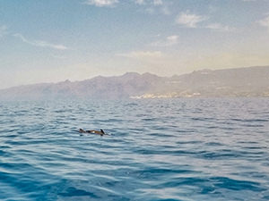 Pilot whales' dorsal fins protruding from the water in Tenerife, Spain, during the Tenerife whale watching excursion with Neptuno Sea Company, photoby Ivan Kralj