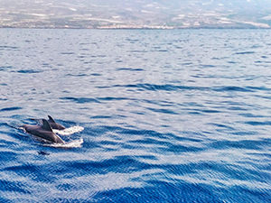 Pilot whales, a mom and a baby, swimming in Tenerife, Spain, shot during the Tenerife whale watching excursion with Neptuno Sea Company, photo by Ivan Kralj