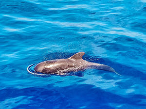 The pilot whale on the surface of the sea as seen during the Tenerife whale watching excursion with Neptuno Sea Company in Spain, photo by Ivan Kralj