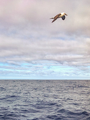 Albatross flying above the sea during Bert terHart's solo sailing trip around the world