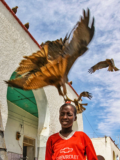 Thirteen-year-old Abas holding a meat scrap on his head, and offering it to the flying black kites, birds of prey looking for food at Gidir Magala meat market in Harar, Ethiopia, photo by Ivan Kralj