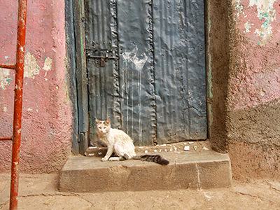 Cat sitting on a doorstep in Jugol, the old city of Harar, Ethiopia, photo by Ivan Kralj