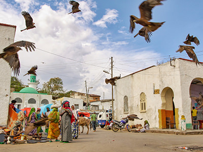 Black kites looking for meat scraps flying around Gidir Magala market in Jugol, old city of Harar, Ethiopia, photo by Ivan Kralj