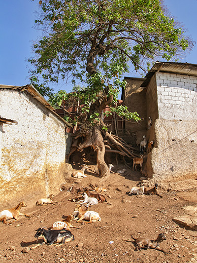 Goats resting carefree on a dirtroad in Jugol, the old cit of Harar, known for hyenas freely entering in search for food, Ethiopia, photo by Ivan Kralj