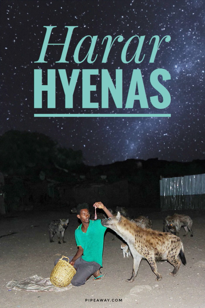 Hyenas are among the most dangerous predators in Africa. One city in Ethiopia managed to develop a peculiar relationship with these wild animals. Every evening, Harar hyenas get into town and get fed by local hyena men in front of the terrified tourists.