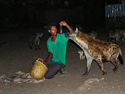 Hyena man feeding the hyenas of Harar, Ethiopia, by hand, photo by Ivan Kralj