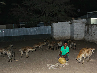 A dozen of hyenas from Aboker hyena pack encirling the hyena man in Harar, Ethiopia, photo by Ivan Kralj