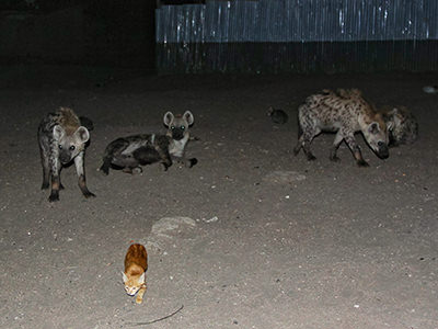 Cat passing by resting hyenas of Harar with no fear, Ethiopia, photo by Ivan Kralj
