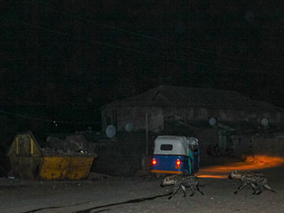 Bajaj passing by the hyenas of Harar on their way to the dumpster, Ethiopia, photo by Ivan Kralj