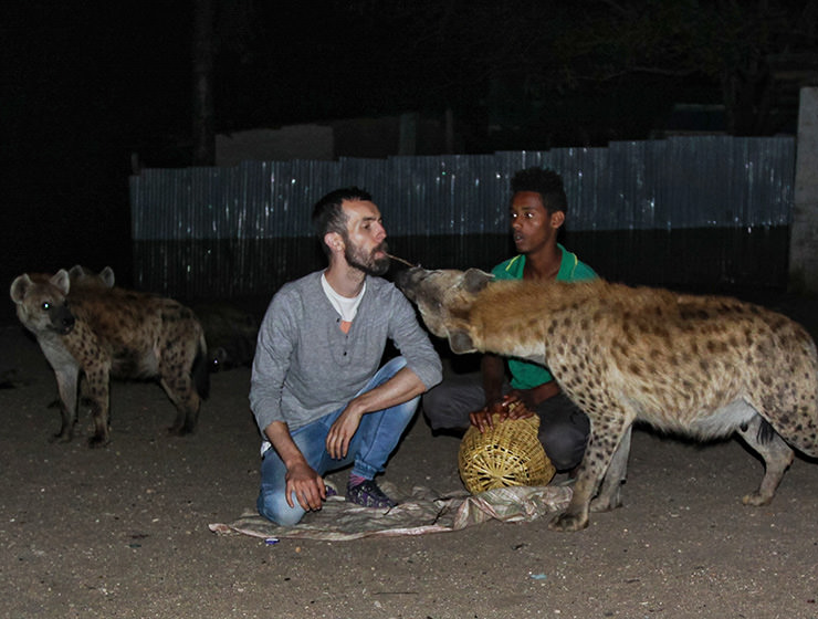 Hyenas in Harar: Feeding Africa's Most Terrifying Wild Animal - Pipeaway