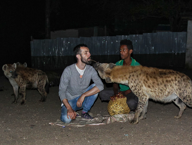 Unveiling the Secret: Can Hyenas Be Pets? Everything You Didn’t Know!