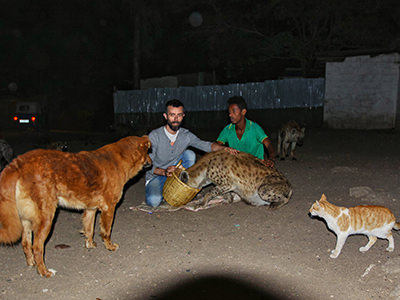 Pipeaway travel blogger Ivan Kralj feeding and petting hyenas of Harar, while a dog and a cat observe with caution, Ethiopia