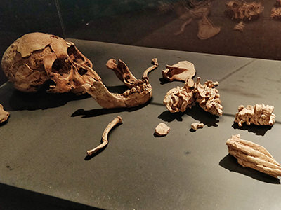 Partial skeleton of Selam, Astralophitecus afarensis, from 3,3 million years ago, discovered in 2000 as at the time the earliest and the most complete skeleton of a child human ancestor, kept in the National Museum of Ethiopia in Addis Ababa, photo by Ivan Kralj