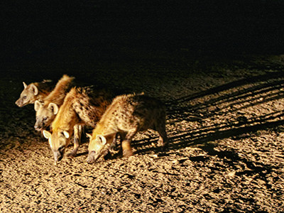Spotted hyenas of Harar spotlighted by the car headlights in Harar, Ethiopia, photo by Ivan Kralj