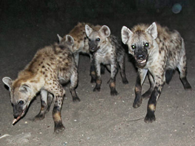 Spotted hyenas of Harar, Ethiopia, photo by Ivan Kralj