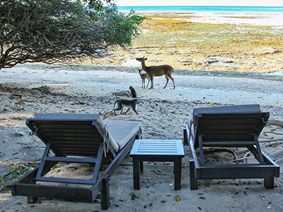 Mother and baby deer and two macaque monkeys next to the sunloungers at the Sentigi Beach, just in front of The Menjagan Resort's beach villas, Bali, Indonesia, photo by Ivan Kralj