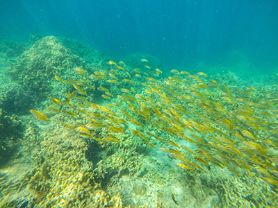 School of yellow fish in Bajul Bay, Bali, Indonesia, photo by Ivan Kralj