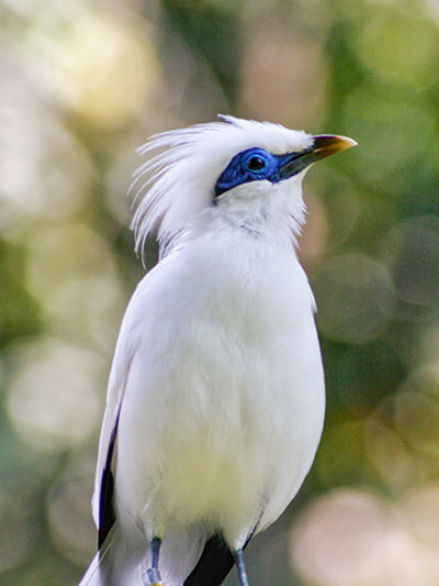 The endemic white bird of Bali, the critically endangered Bali Starling, copyright Lifestyle Retreats
