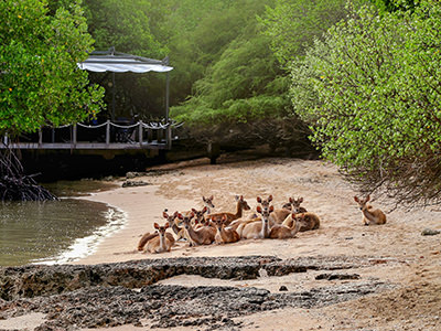 A group of deer resting on the Sentigi Beach at The Menjangan Resort, Bali, Indonesia, copyright Lifestyle Retreats