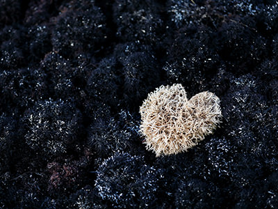 Seaweed in the shape of a heart in Nin, Croatia, underwater photo by Boris Kačan