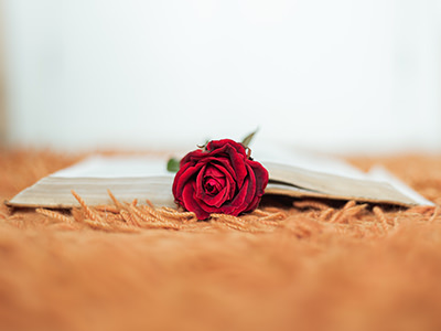 Red rose inside open book, flower photo created by Wirestock