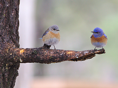 Two birds on a tree branch, stock photo by Vecteezy