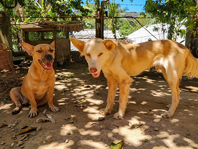 Two dogs resting in shade in El Nido, Palawan, the Philippines, photo by Ivan Kralj