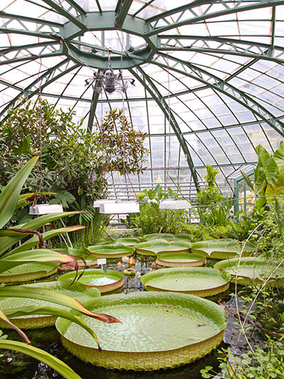 Viktoriahaus, the glasshouse home for tropical plants in the Botanical Garden of the University of Basel, one of the free places to visit in Basel, Switzerland. Photo by Ivan Kralj